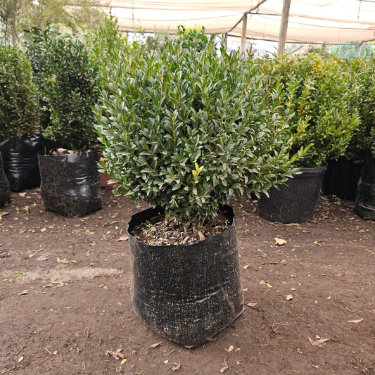 Boj (Buxus sempervirens)