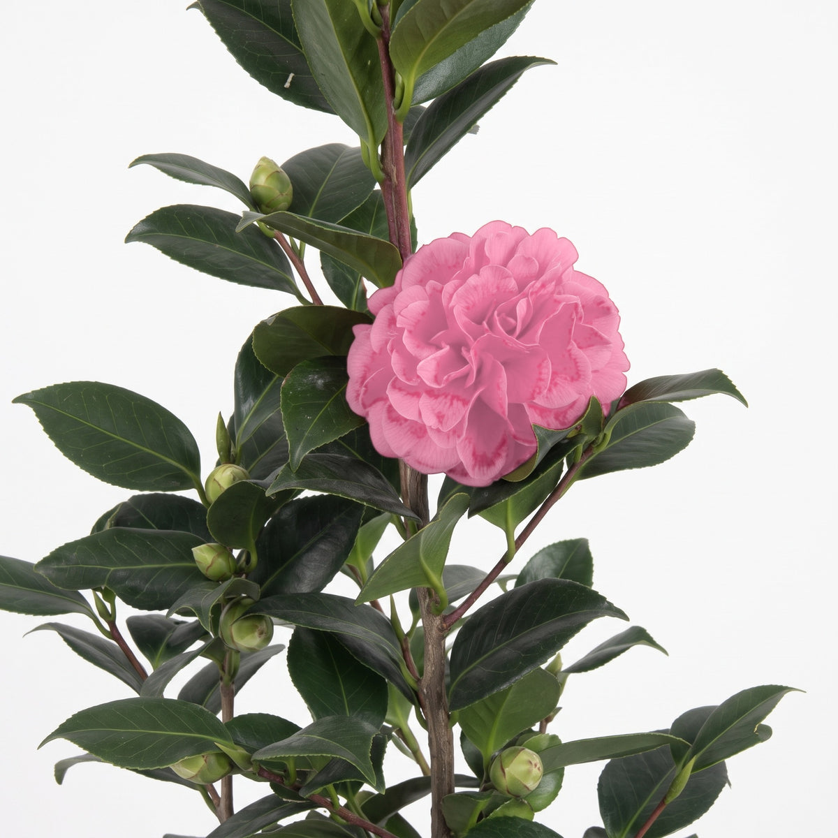 S (120 cm aprox.) / Rosado — foto 2