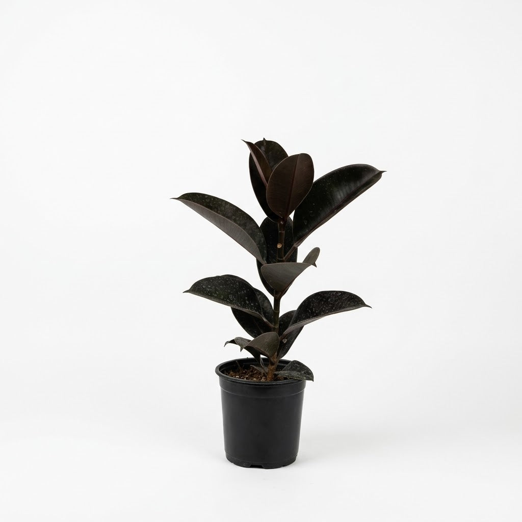 S ( 40 cm aprox.) — foto 1