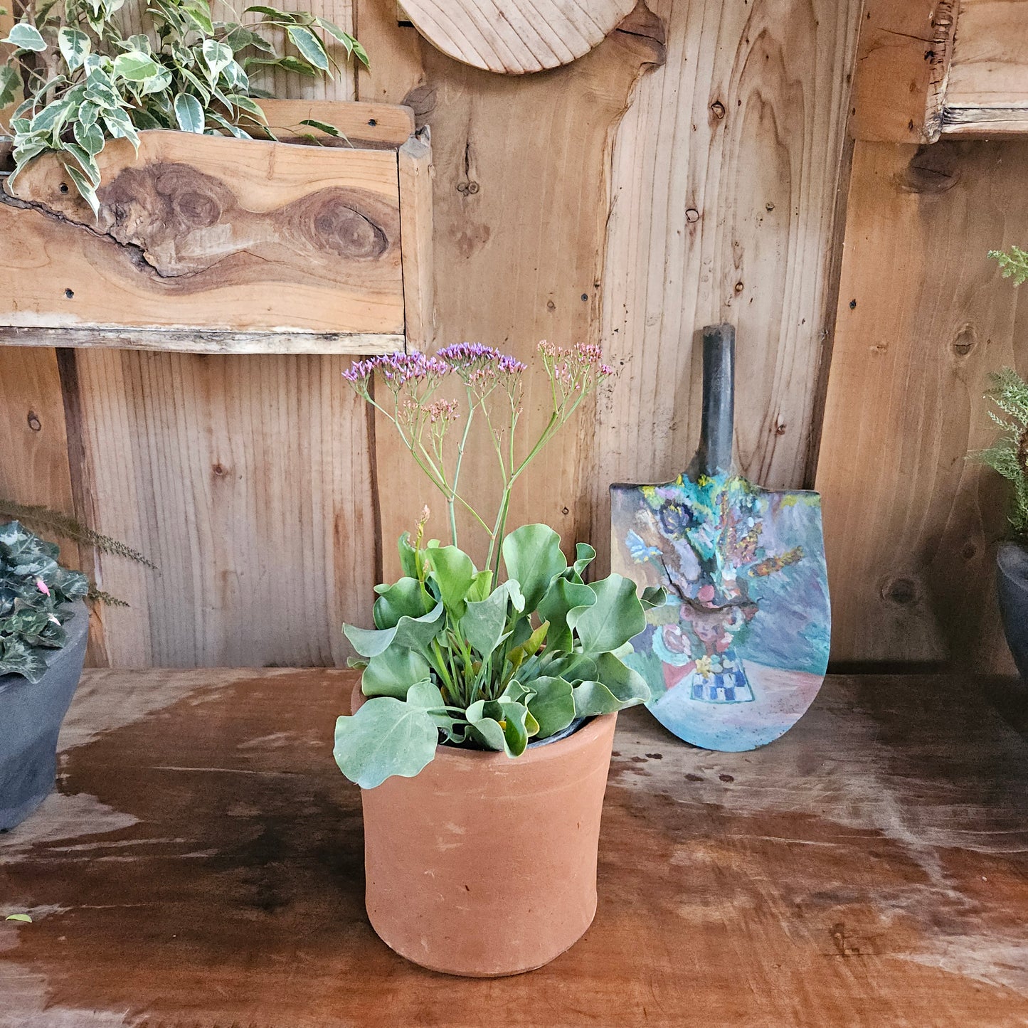Limonium (Limonium sinuatum)