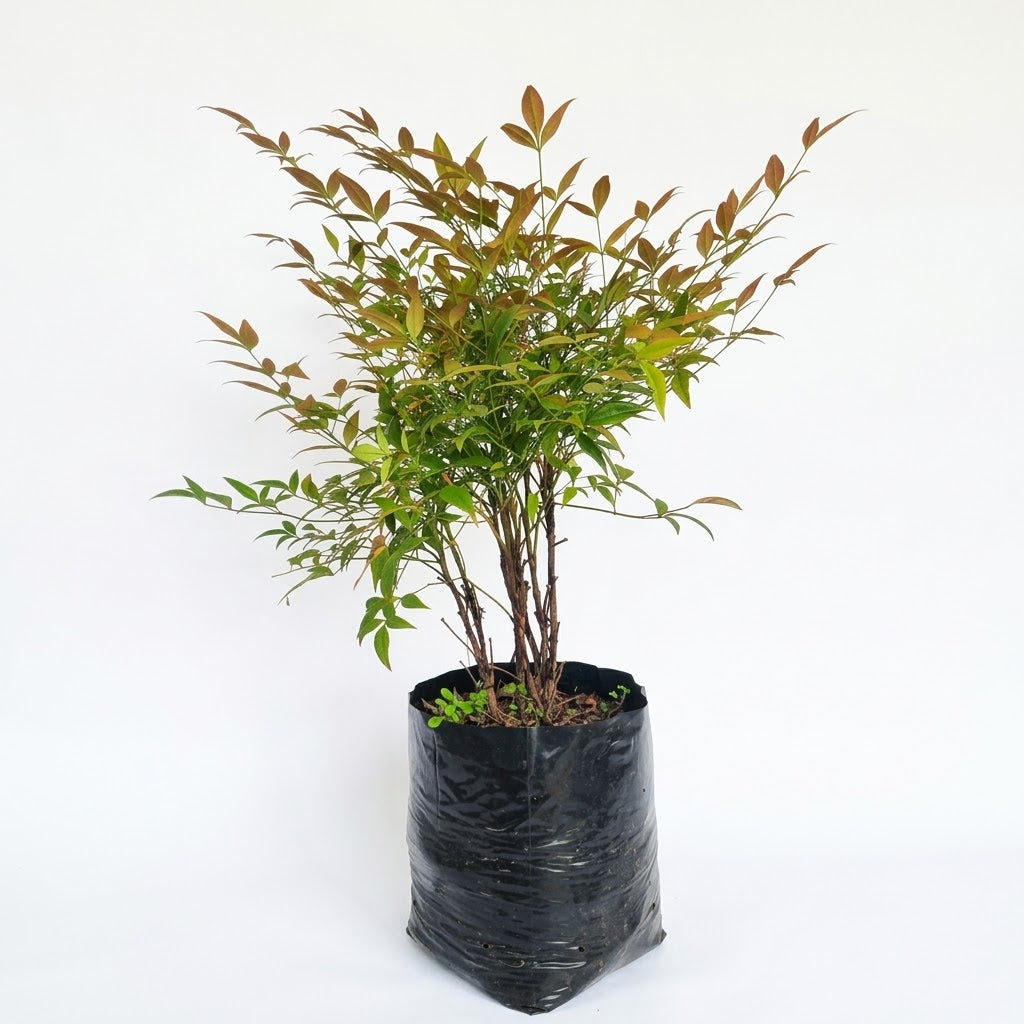 Nandina doméstica en bolsa — S ( 40 cm aprox.) — foto 1