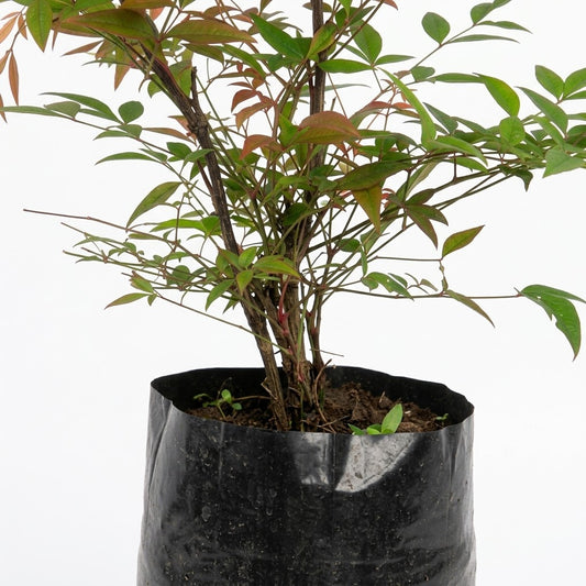 Nandina doméstica — detalle del follaje