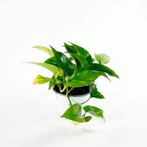 Scindapsus (Epipremnum aureum)