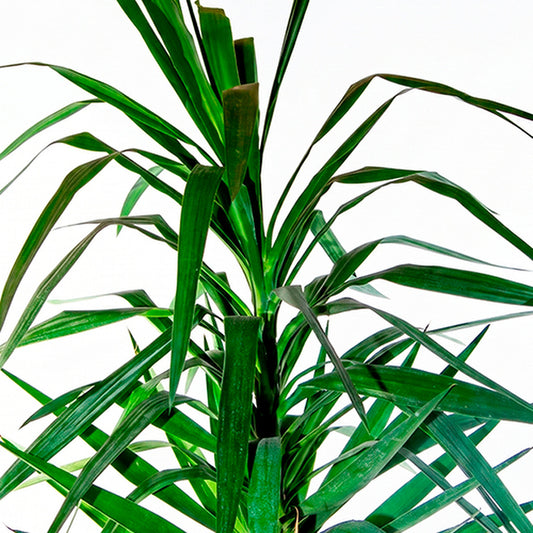 Yuca (Yucca elephantipes), detalle de hojas
