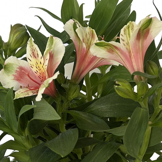Astromelia blanca, detalle de la flor