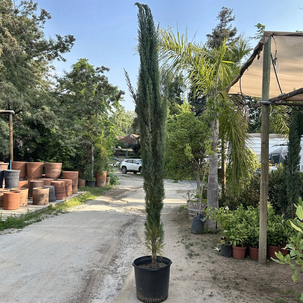 Ciprés piramidal (Cupressus sempervirens 'Stricta') en maceta