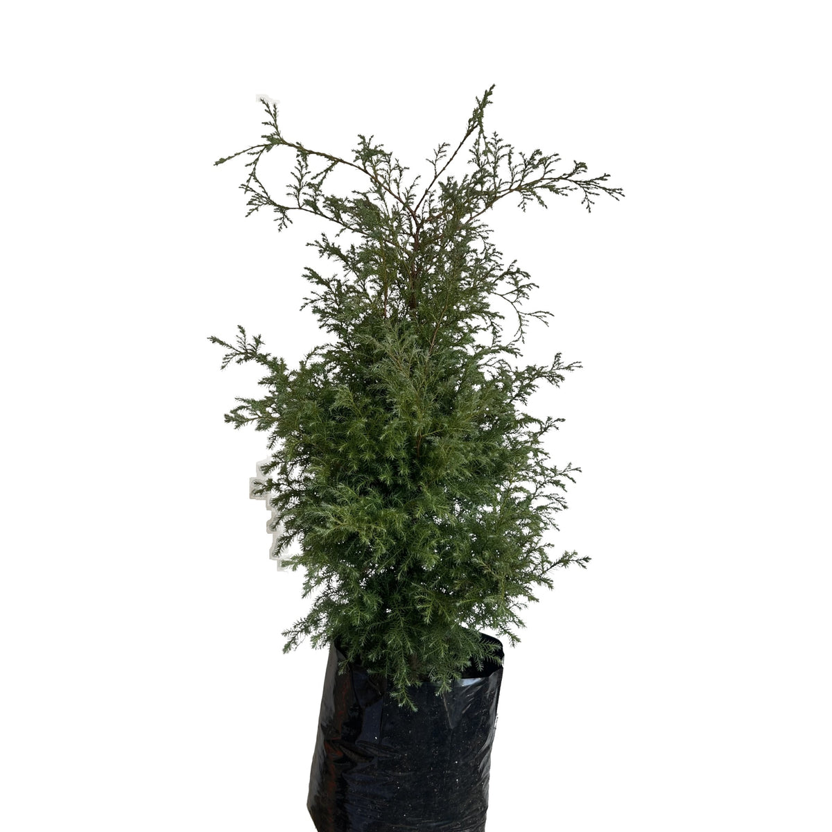 Ciprés Squarrosa (Chamaecyparis pisifera 'Squarrosa') en maceta