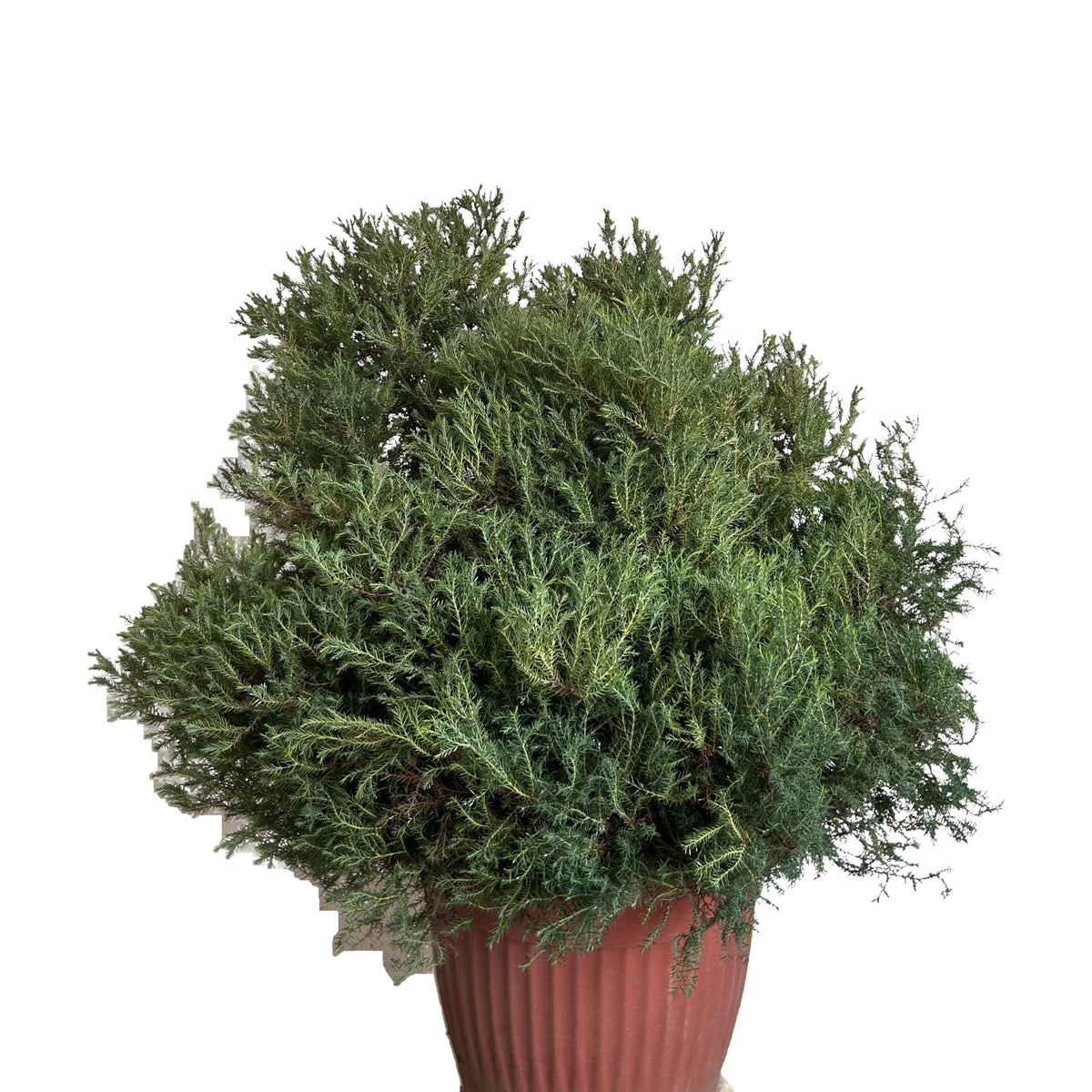 Criptomeria enana (Cryptomeria japonica) en maceta