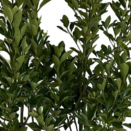 Euvonimo verde, detalle del follaje