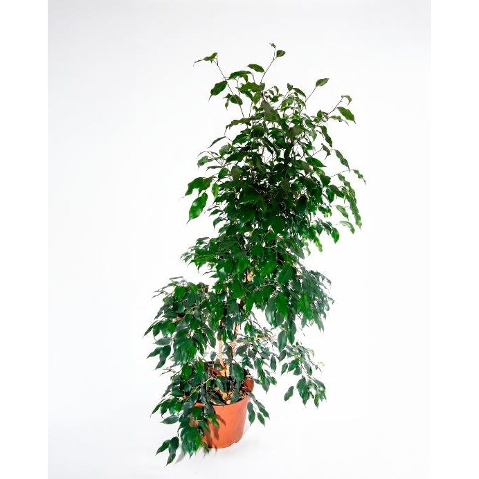 Ficus benjamina (Ficus benjamina)