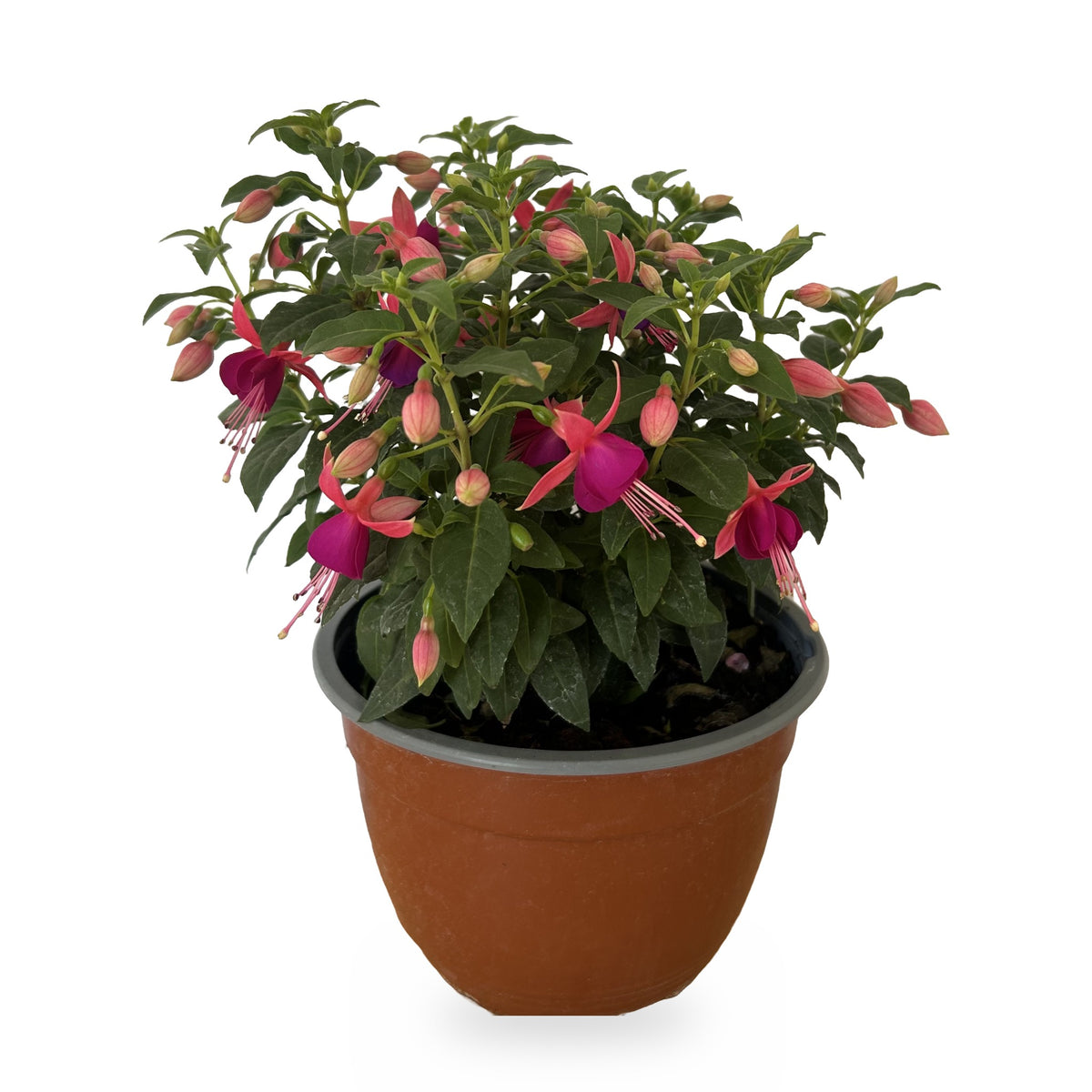 Fucsia rosada (Fuchsia × hybrida) en maceta