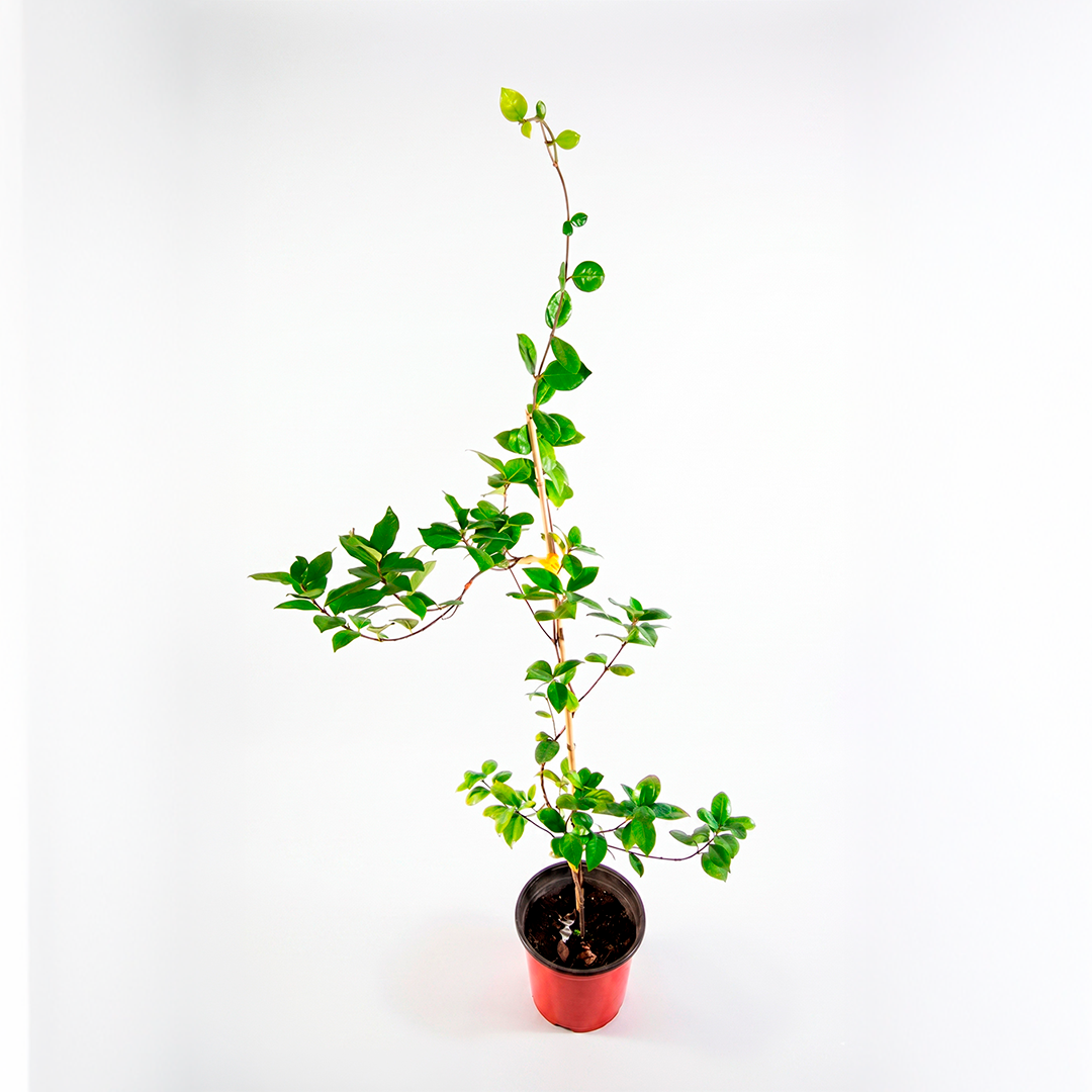 Jazmín de hélice (Trachelospermum jasminoides)