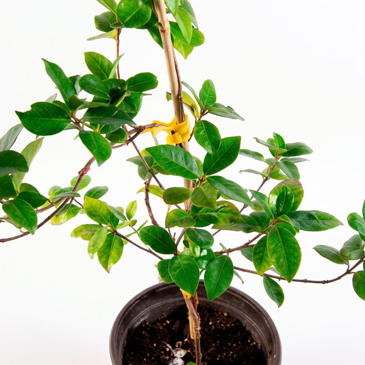 Jazmín de hélice (Trachelospermum jasminoides), planta trepadora de exterior — foto detalle