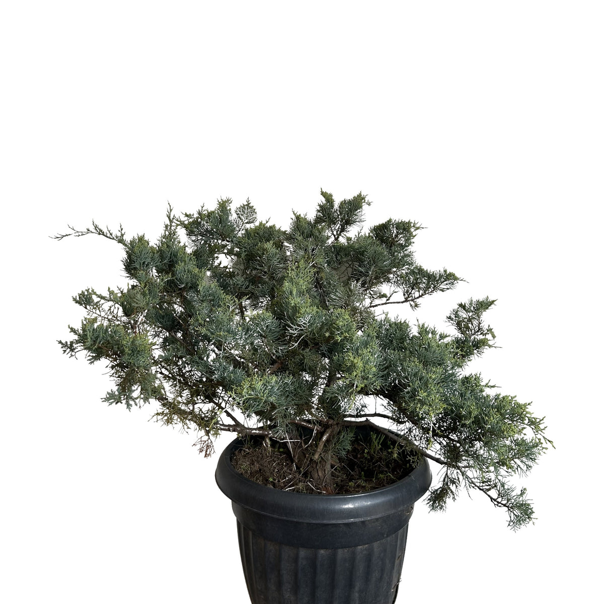 Junípero Hetzi (Juniperus chinensis 'Hetzii') en maceta