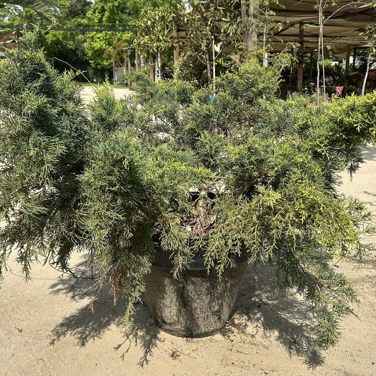 Junípero Old Gold (Juniperus × media 'Old Gold') en maceta
