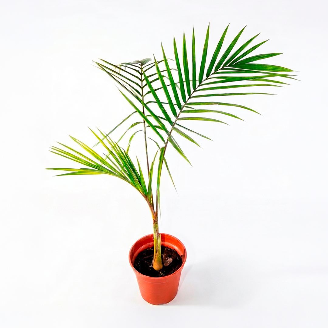 Kentia (Howea forsteriana)