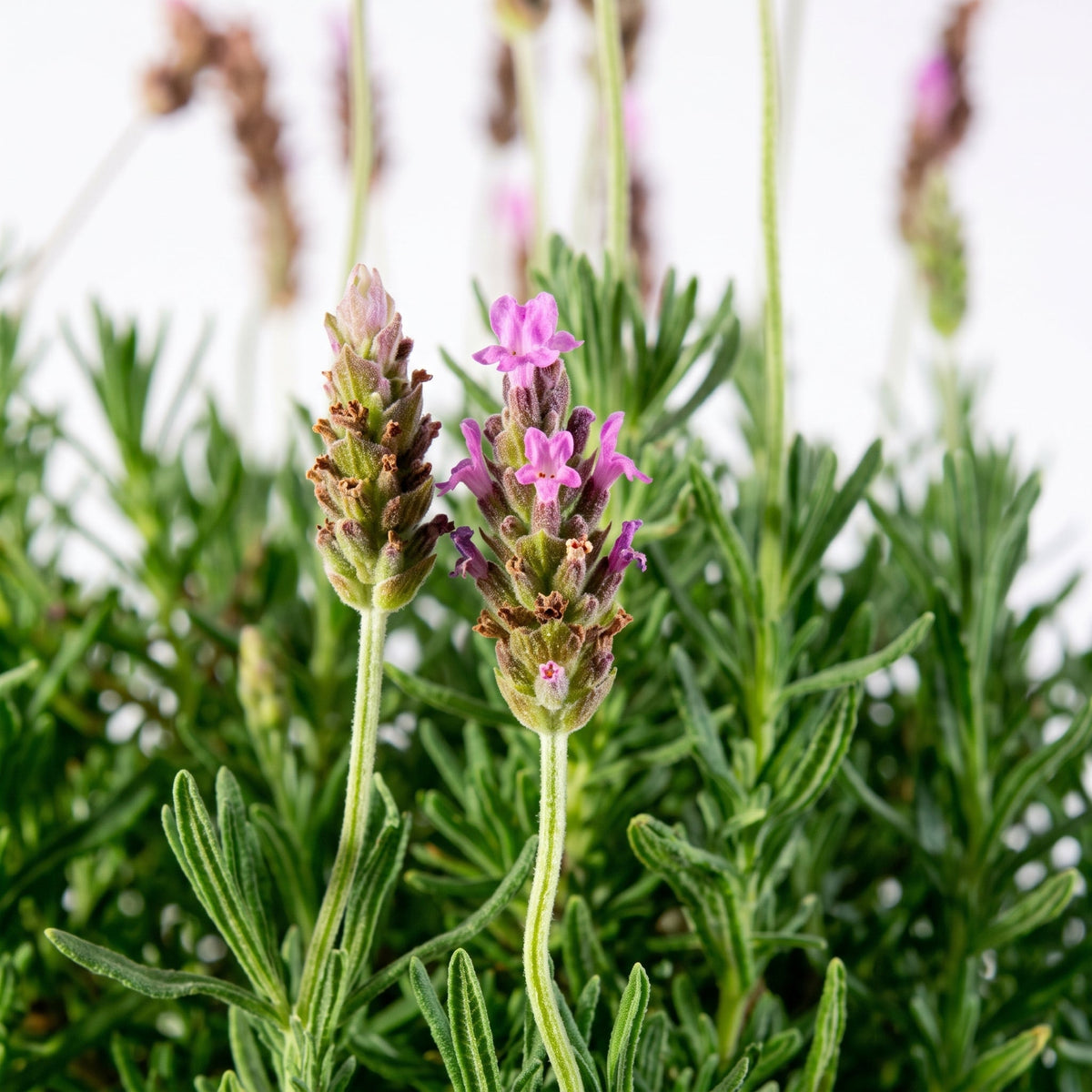 Lavanda francesa (Lavandula dentata), detalle de flores — M ( 50 cm aprox.) — foto 2