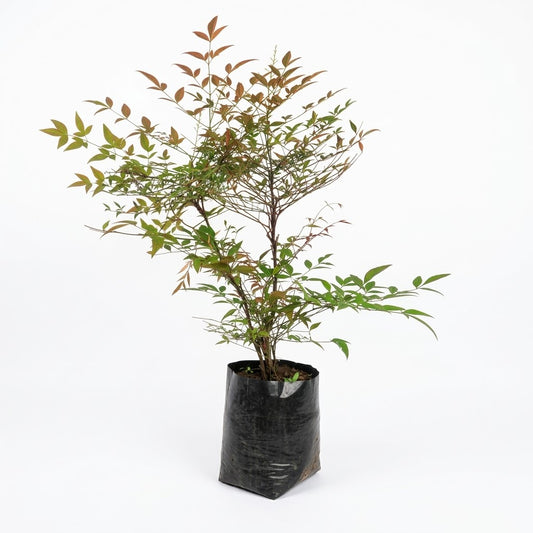 Nandina doméstica M (65 cm aprox.) — foto 1