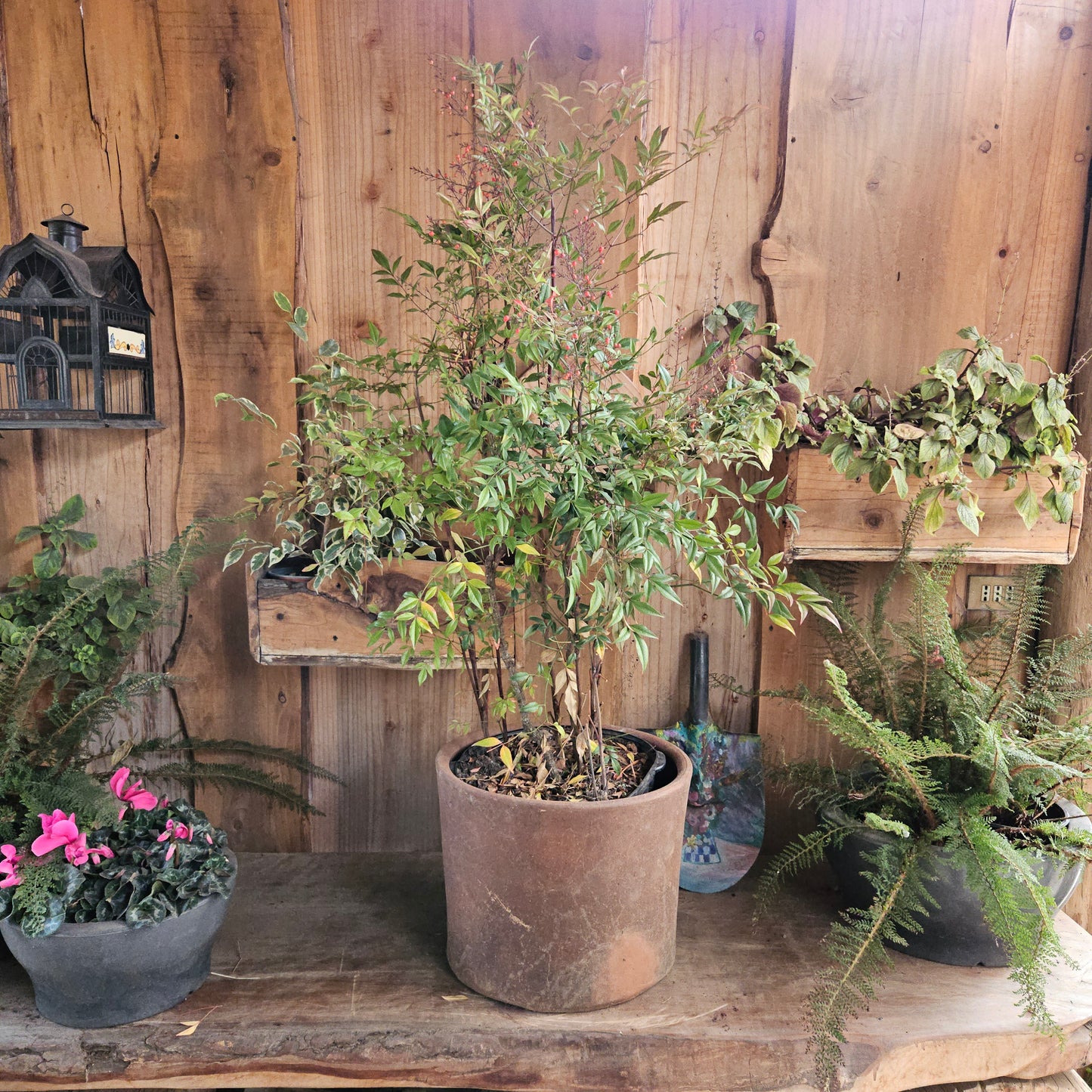 Nandina doméstica (Nandina domestica thunb)