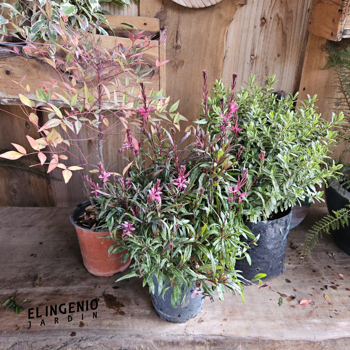 Pack Jardín Color — 3 plantas exterior 20% Dcto.