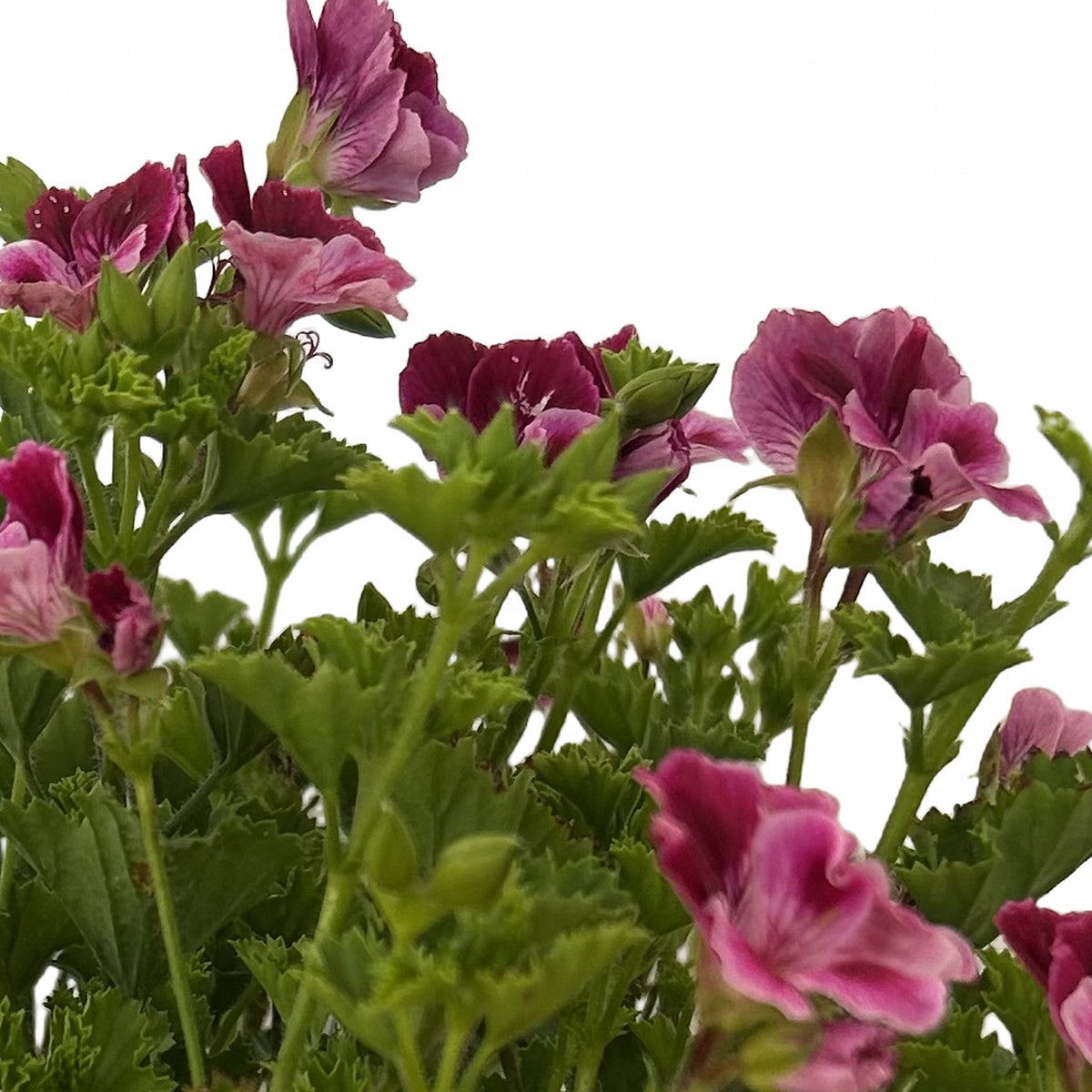Pelargonio enano (Pelargonium × hortorum), detalle de las flores