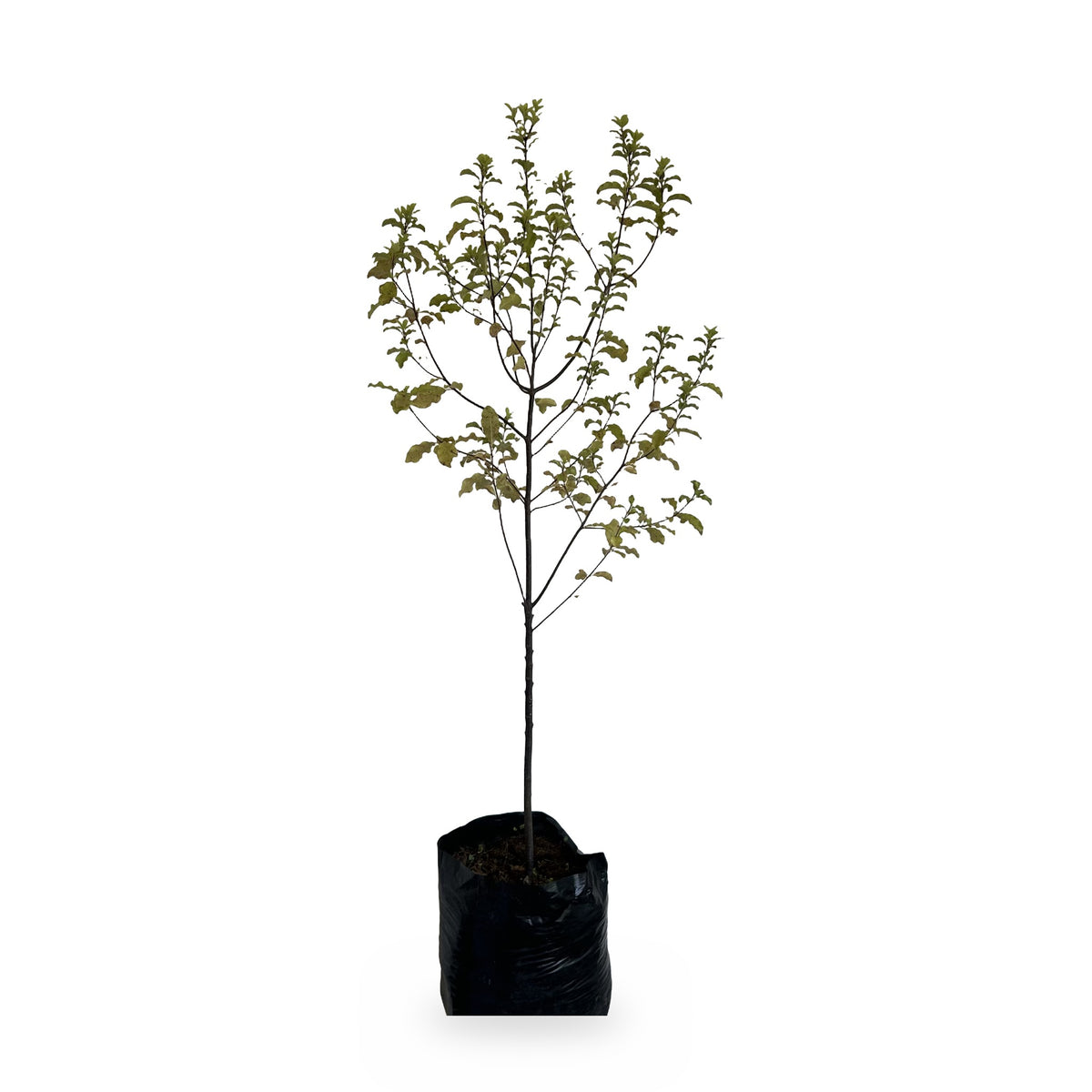 Pitosporo negro (Pittosporum tenuifolium 'Nigricans') en maceta