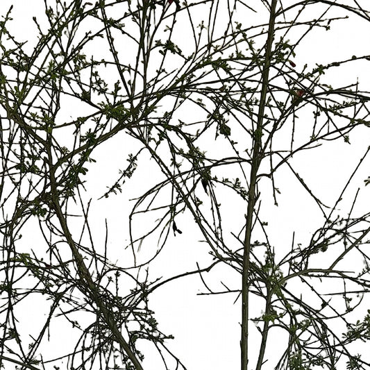 Retamo (Spartium junceum), detalle del follaje