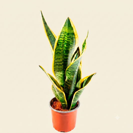 Sansevieria (Sansevieria trifasciata)
