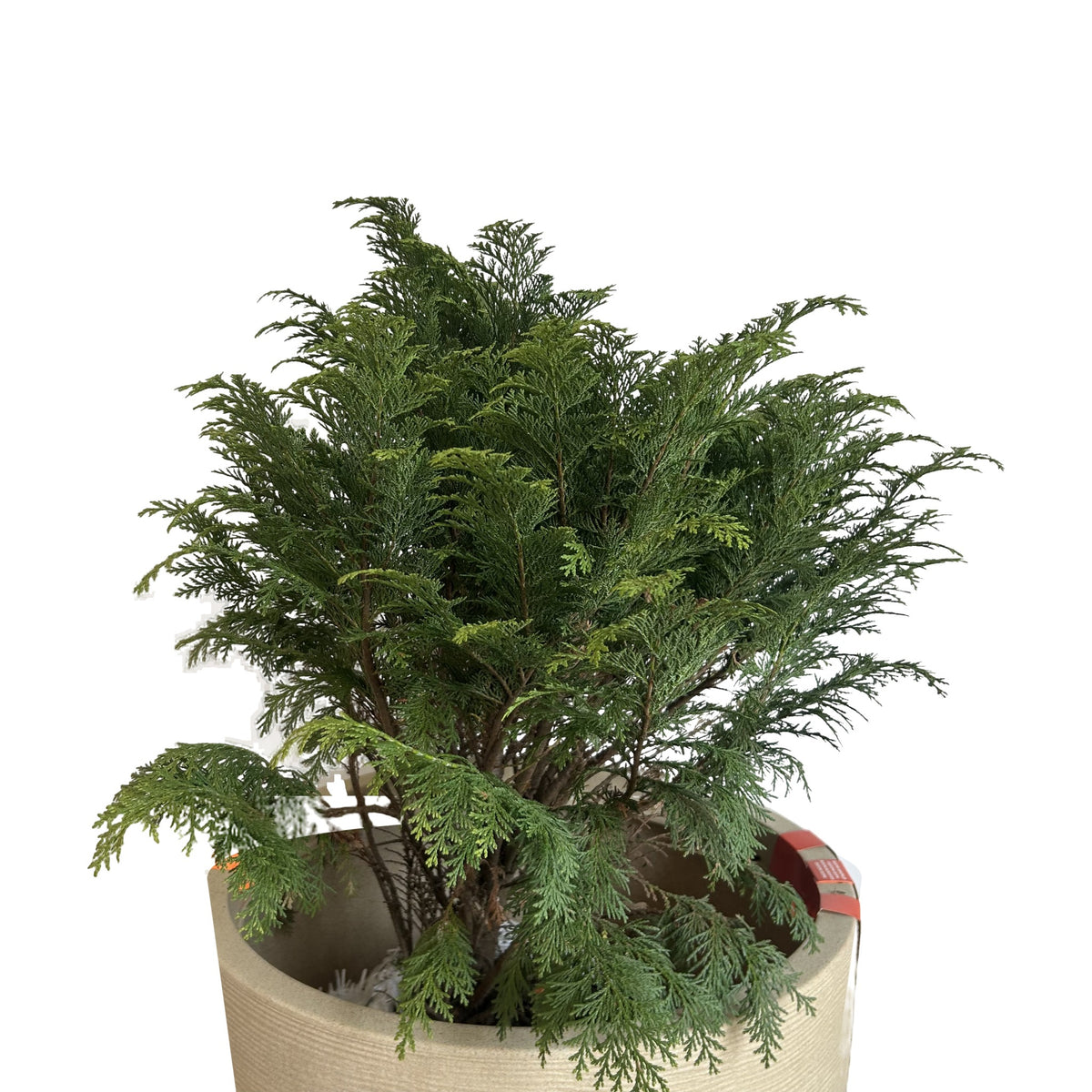 Thuja globosa (Thuja occidentalis 'Globosa') en maceta