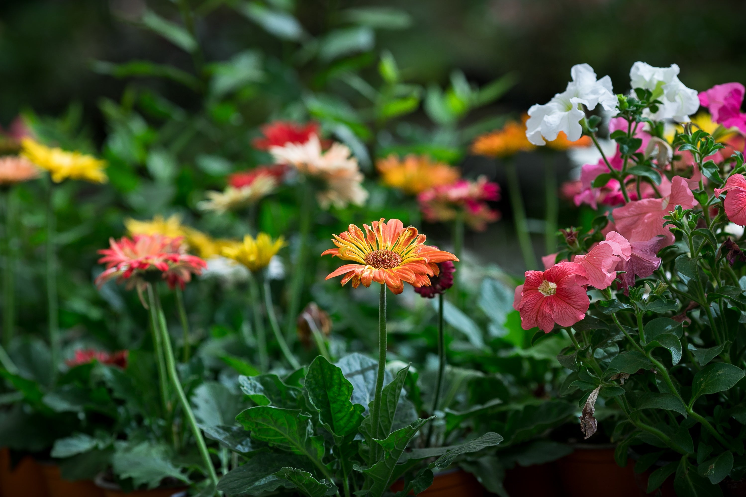 Plantas de Interior para Principiantes