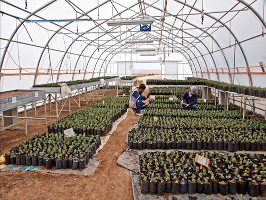 El jardín que despierta