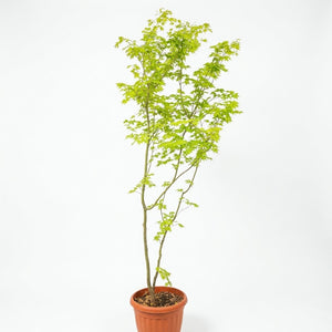 Acer japonés (Acer Japonico)