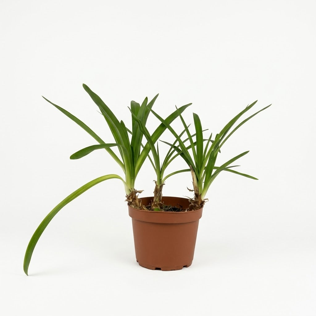 Talla única (40 cm aprox.) — foto 1