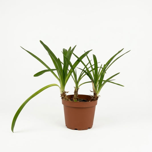 Talla única (40 cm aprox.) — foto 1
