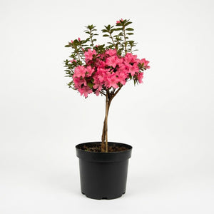 Azalea pie alto