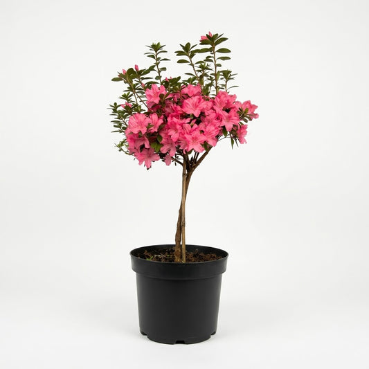 Fucsia — foto 1