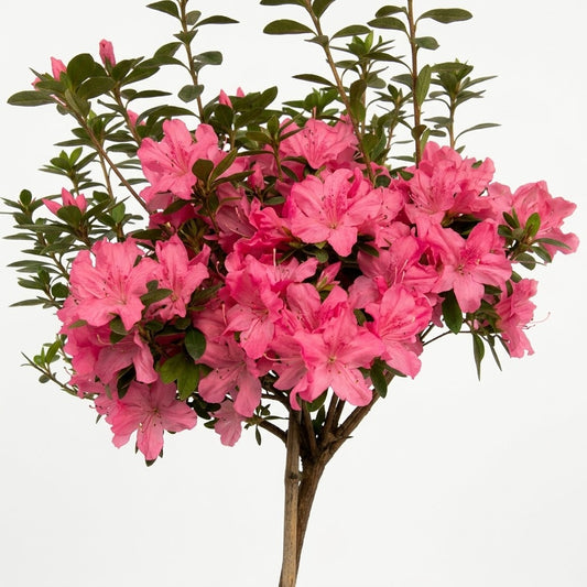 Talla única (90 cm aprox.) / Coral — foto 2