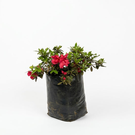 Azalea (Rhododendron simsii)