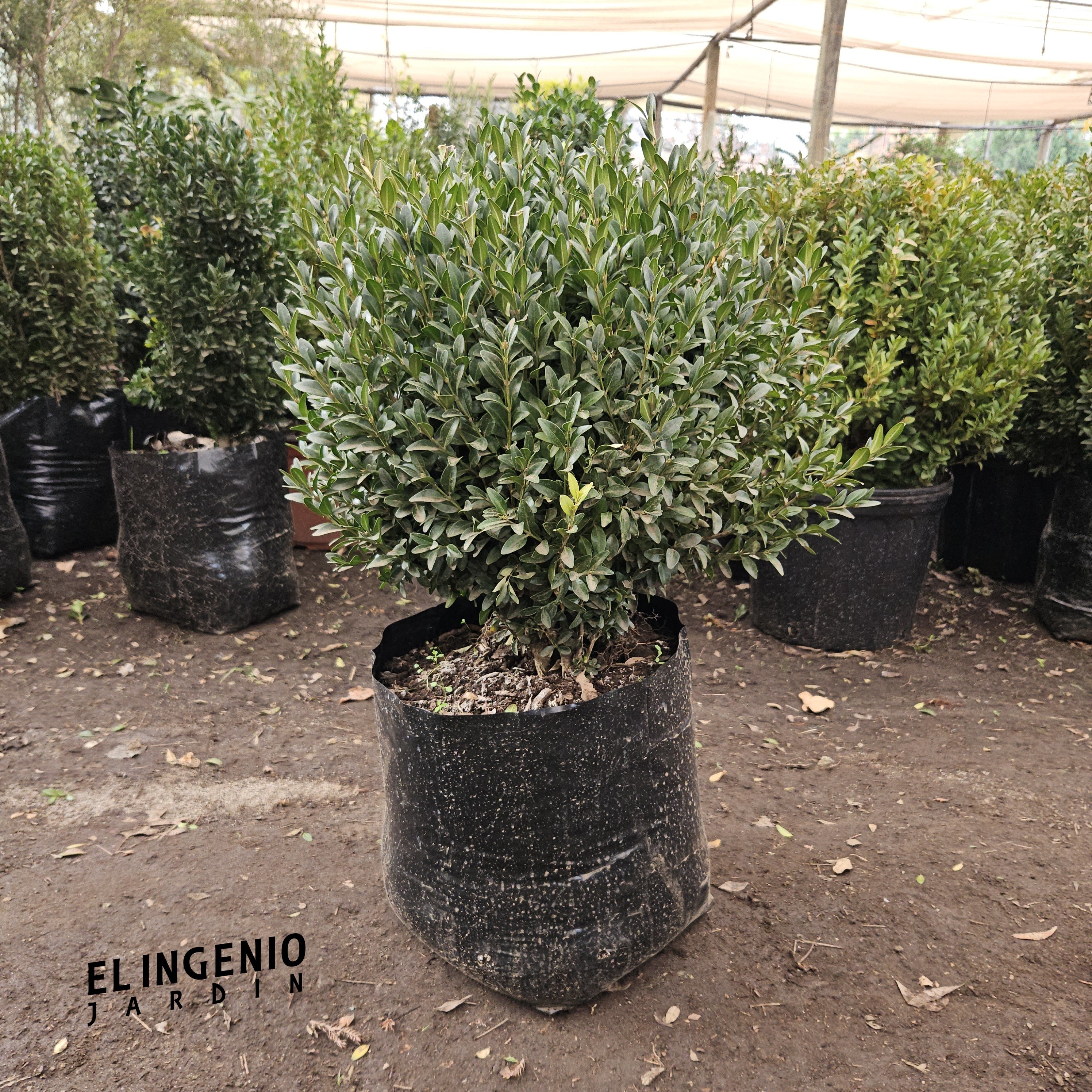 Boj (Buxus sempervirens) Nos volvimos locos!