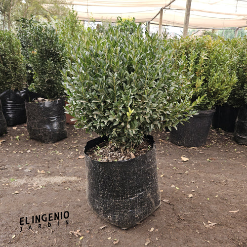 Boj (Buxus sempervirens) Nos volvimos locos!