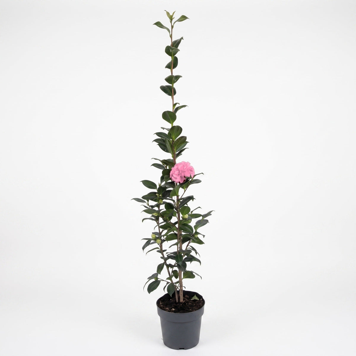 S (120 cm aprox.) / Rosado — foto 1