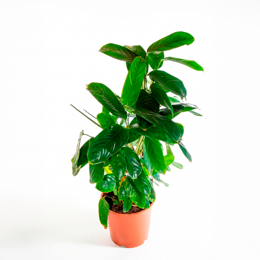 Calathea verde (Calathea orbifolia)