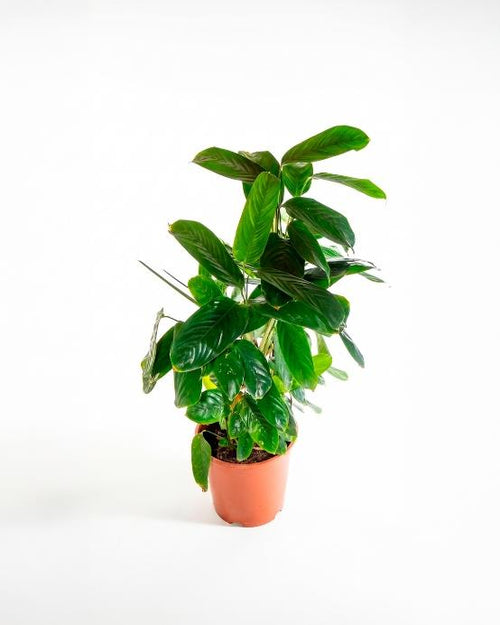 Calathea orbifolia planta tropical interior — Jardín El Ingenio