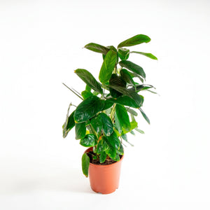 Calathea verde (Calathea orbifolia)
