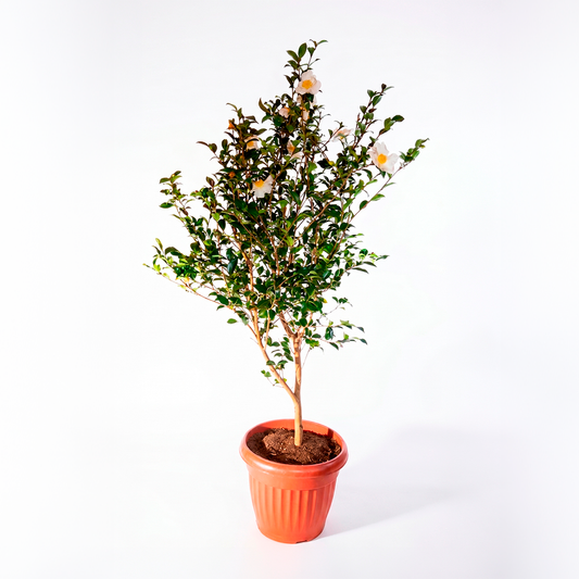 Camelia kenkyo (Camellia sasanqua 'Kenkyō')