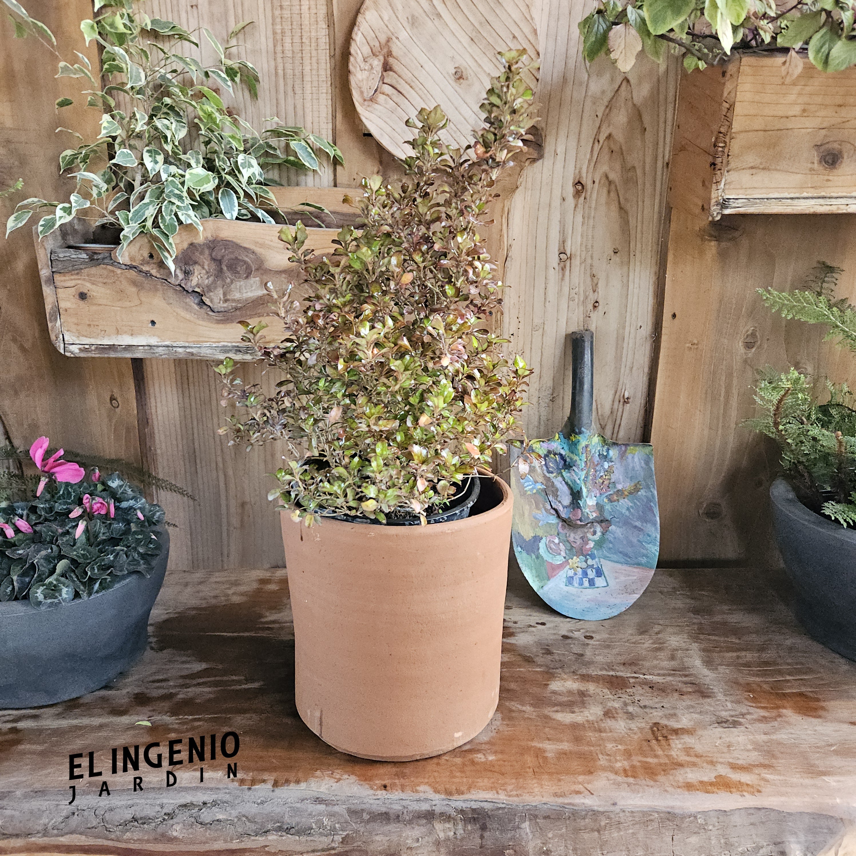Coprosma evening glow (Coprosma repens)