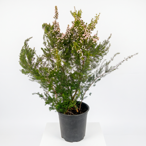 Diosma (Coleonema pulchrum)