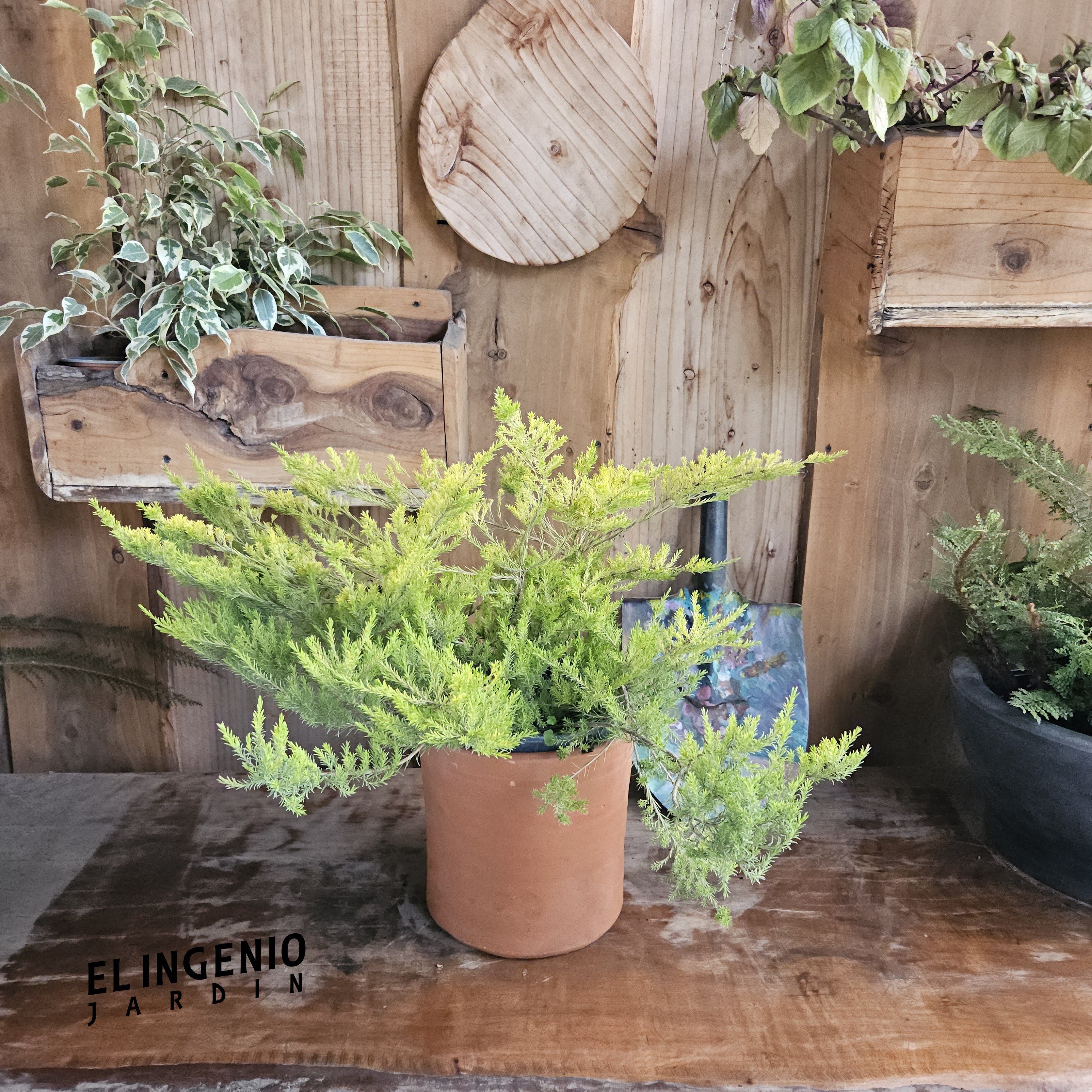 Diosma (Coleonema pulchrum)