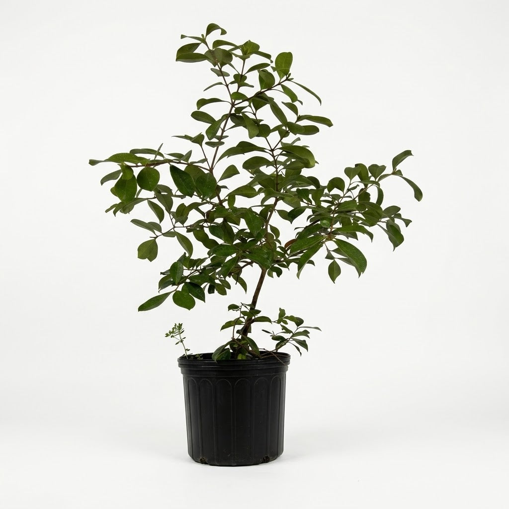 Talla única (80 cm aprox.) — foto 1
