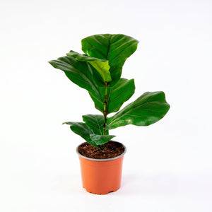 Ficus lyrata (Ficus lyrata warb)